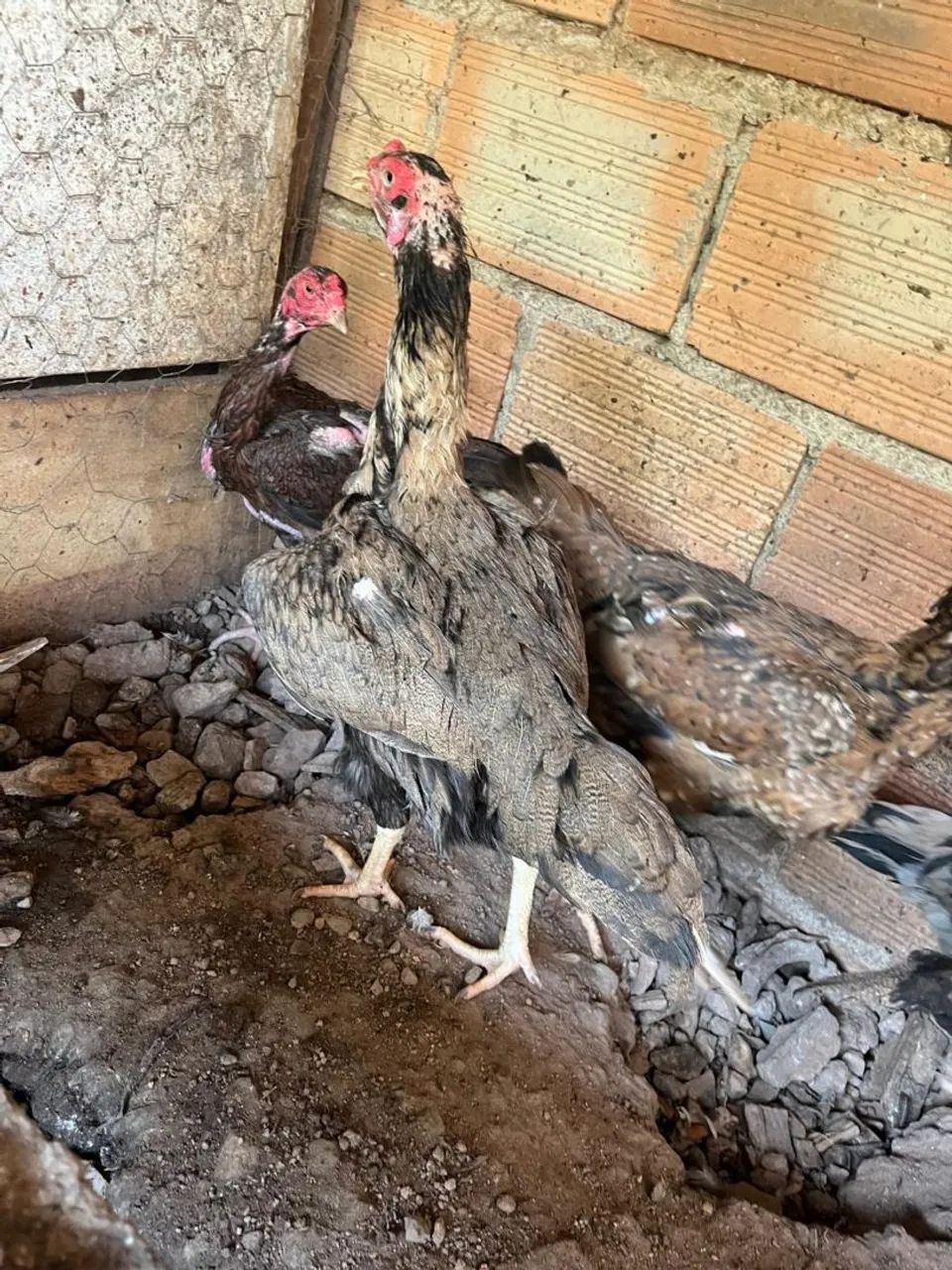 Galinhas indias exóticas... - Foto 4