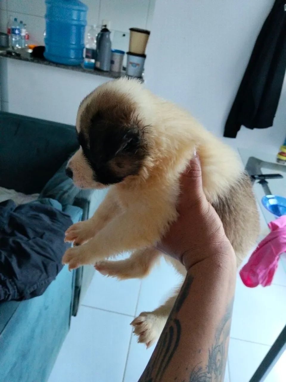Cachorro  - Foto 2