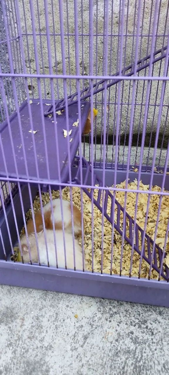 Vendo gaiola para hamster de 3 andares com, comedouro, bebedouro e roda de ecercicios - Foto 3
