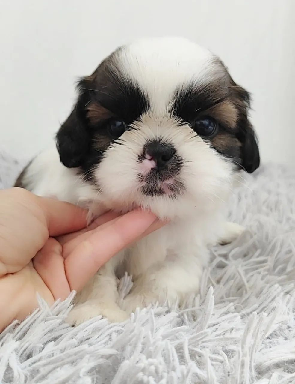 Shih tzu macho e fêmea  - Foto 2