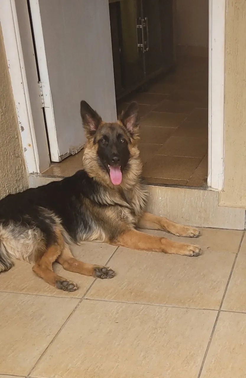 Vende-se Pastor Alemão Fêmea