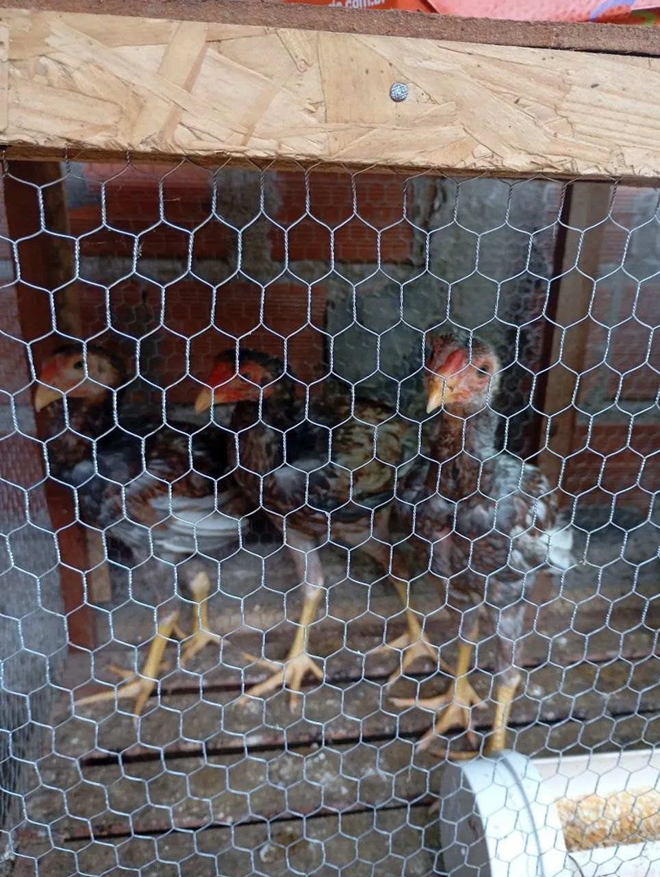 vendo frangos e pintos da raça índio gigante ótimo genética frango 200 pintos 50