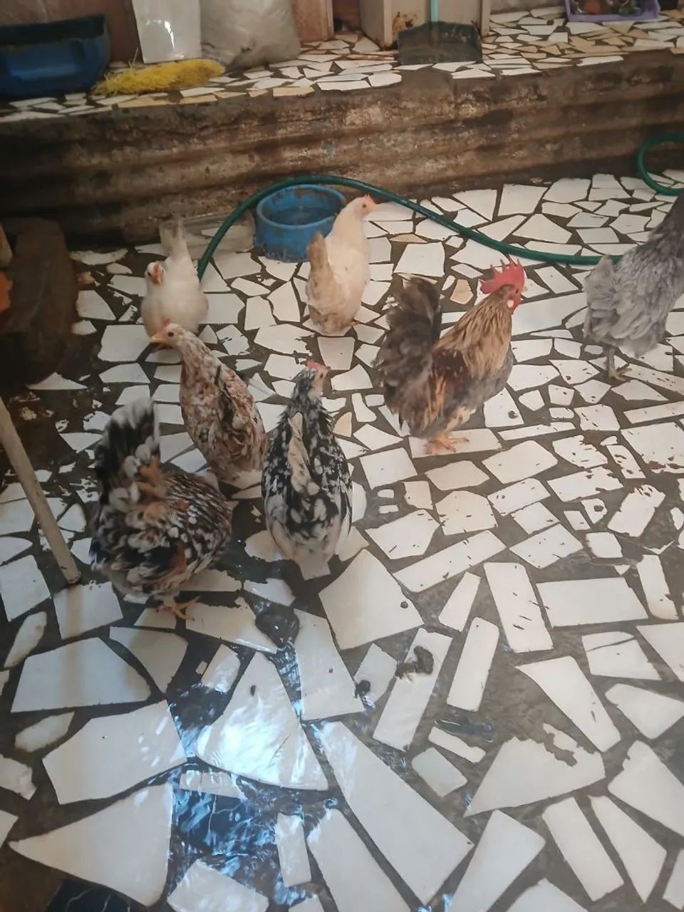 Lote de galinhas  - Foto 3
