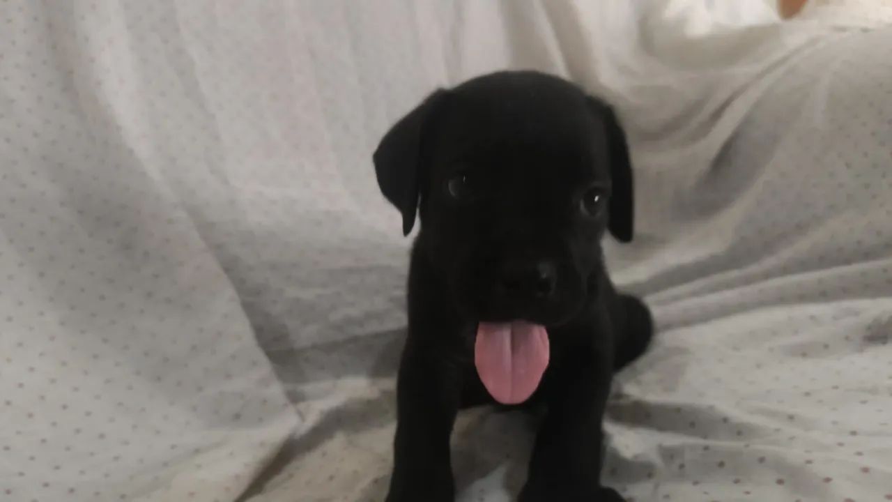Filhotes de Cane corso 