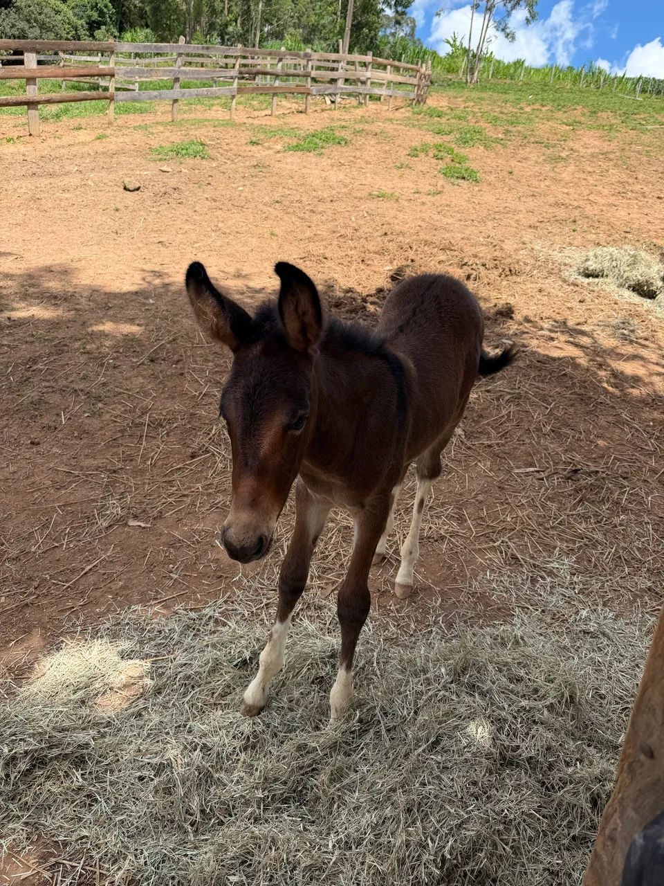 Burro lindo 