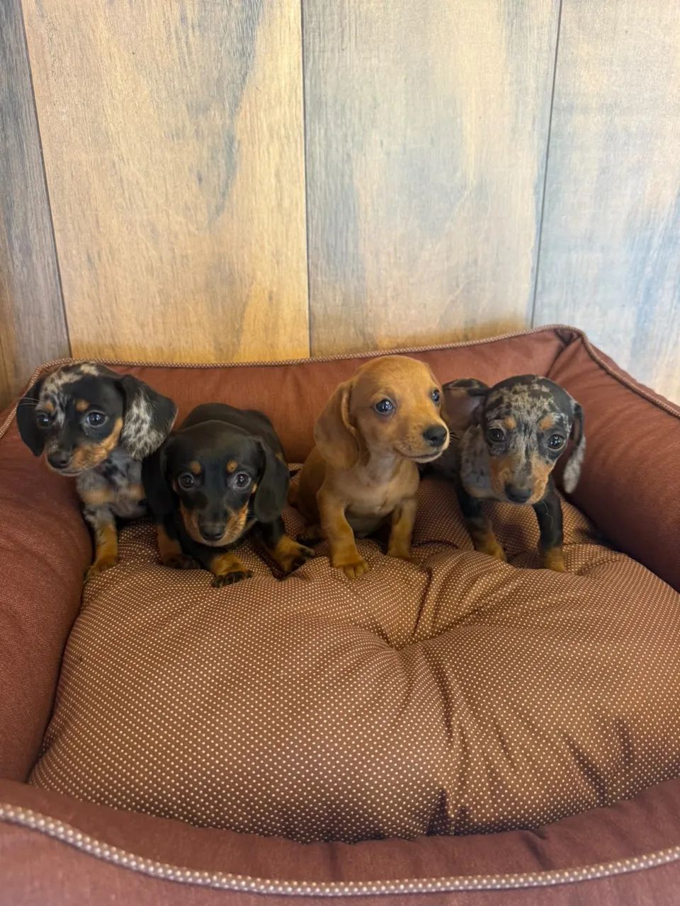 dachshund salsichinha  - Foto 3