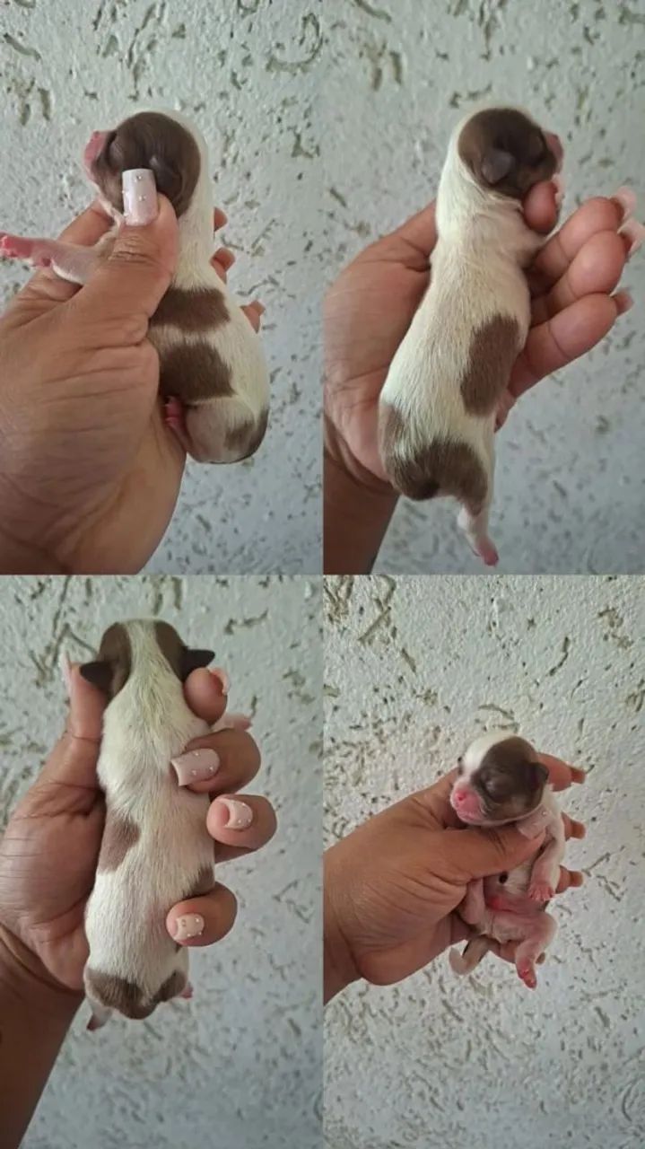 Filhotes de shitzuh  - Foto 4