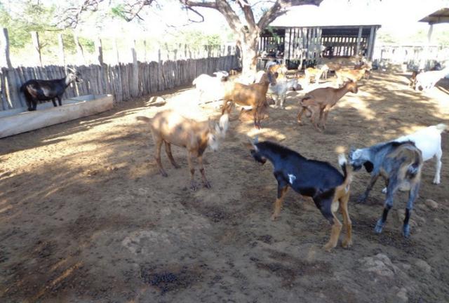 Fazenda Fernando Pedrosa, 489 Hectares, Escriturada, 7km Rio Pajeú, Açude, Casa Sede - Foto 4