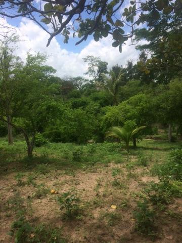 Fazenda-Granja-Sítio-Chácara 12 Hectares Aliança, Aceito Imóvel ou Automóvel - Foto 7