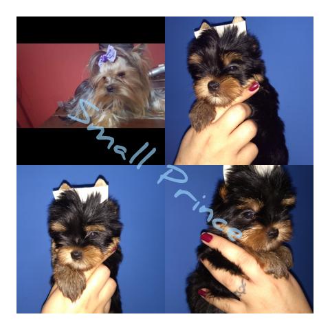 Yorkshire baby face micro c/pedigree em10xs/juros - Foto 3