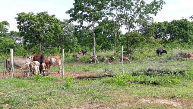 Vendo Sitio no distrito de Várzea grande 5 km no centro de Varzea grande - Foto 8