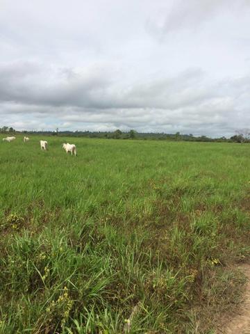 Vendo Fazenda para soja em Rondon -Pa - Foto 5