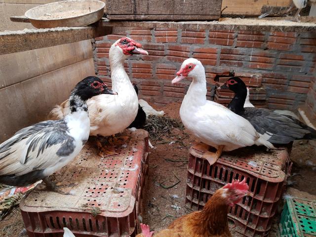 Pato - Foto 2