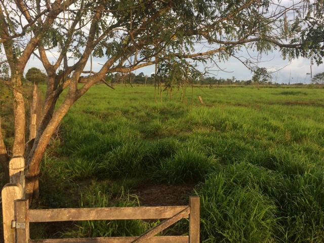 Vendo Fazenda para soja em Rondon -Pa - Foto 2