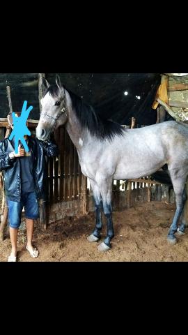Cavalo quarto de milha