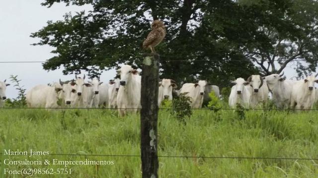 Fazenda em Porangatu!! - Foto 14