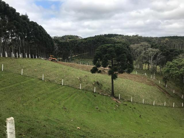 Oportunidade Sítio em Mandirituba - Foto 18