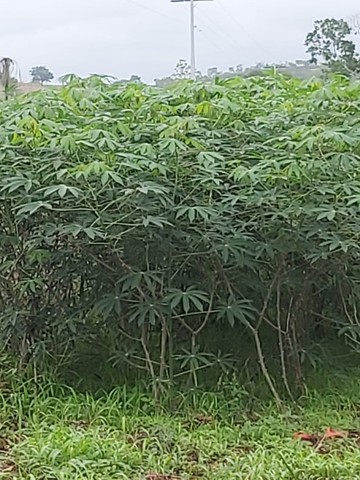 Oportunidade!!!! Vendo linda CHÁCARA! - Foto 2
