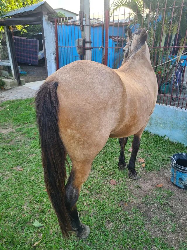 Cavalo baio manso - Foto 4
