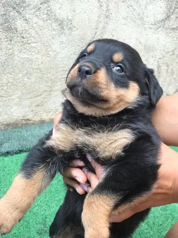 Filhote de rottweiler cabeça de touro  - Foto 2
