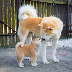 Akita Inu 