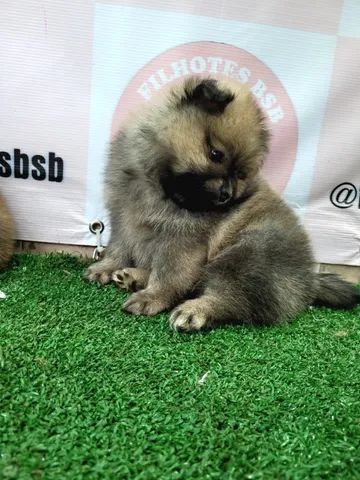 Spitz alemão Macho pedigree cbkc 10x sem juros envio incluso* - Foto 5