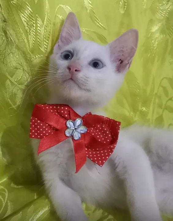 gatinhos branco, filhotes, castrados