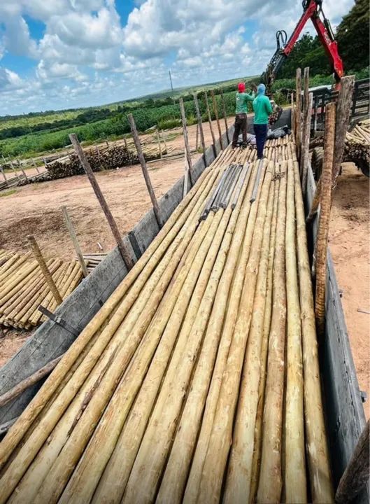 EUCALIPTO NATURAL, TRATADO. LENHAS DE ALGAROBA etc. - Foto 2