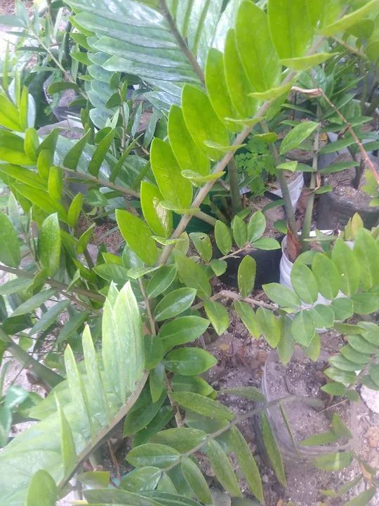Mudas de Zamioculcas Zamiifolia - Foto 4