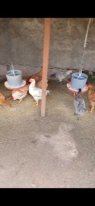 Galinha caipira  - Foto 5