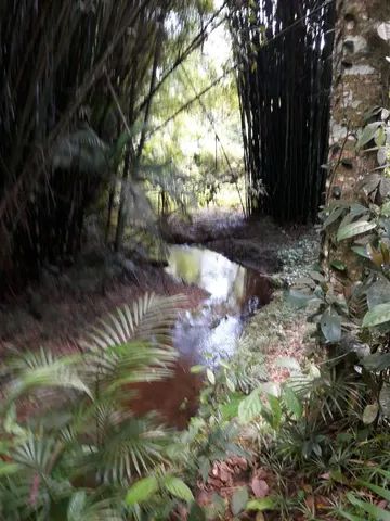 Fazenda 80 alqueires...Miracatu-SP com bananal - Foto 10