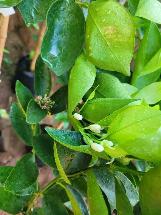 Mudas Frutíferas Enxertadas  - Foto 4