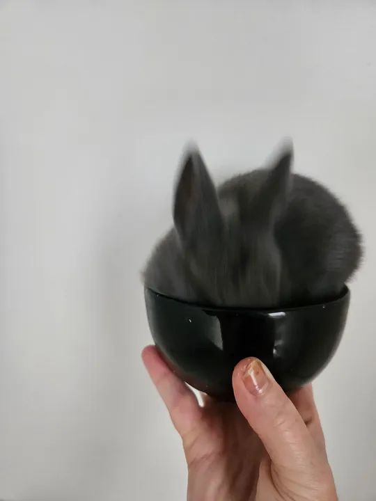 Mini coelho Anao  - só hoje - Promoção  - Foto 5