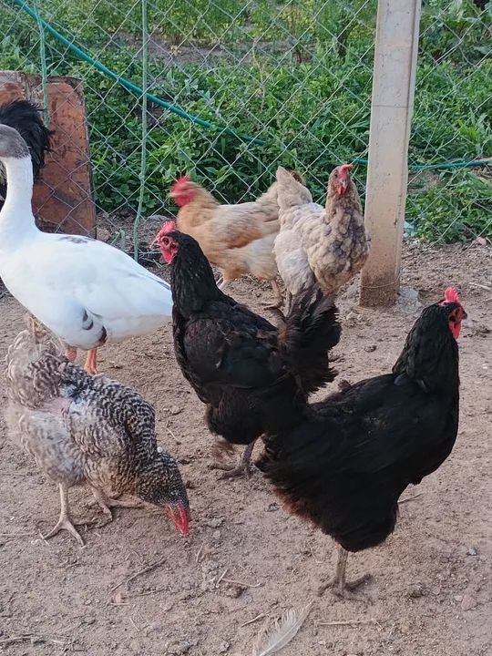 Galinhas caipira à venda - Foto 4