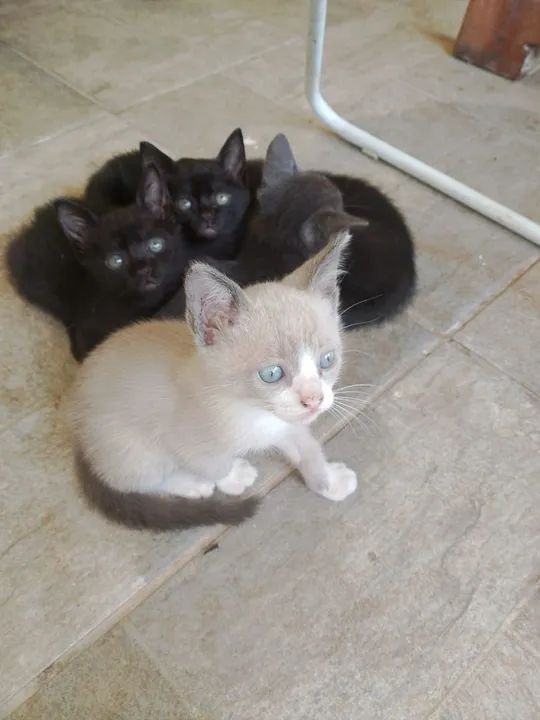 Gatinhas fêmeas fofinhos para adoção - Foto 2