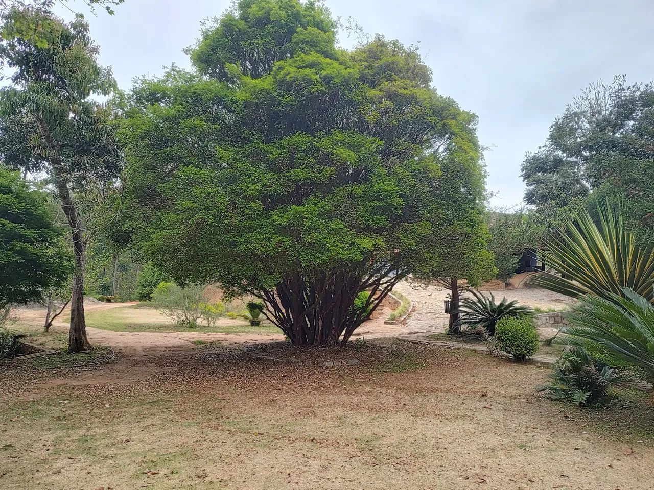 Pé de Jabuticaba Sabará 4m para quem retirar - Foto 3