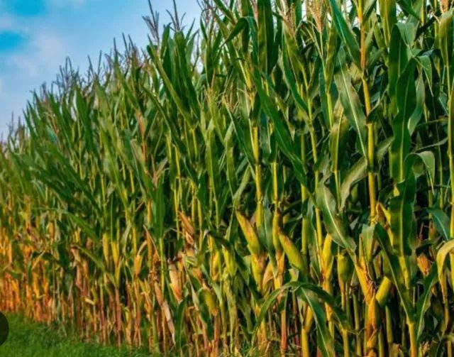 Vendo Plantação de milho