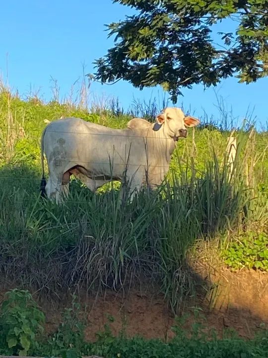 Touro Raça Nelore - registrado muito dócil - Foto 4
