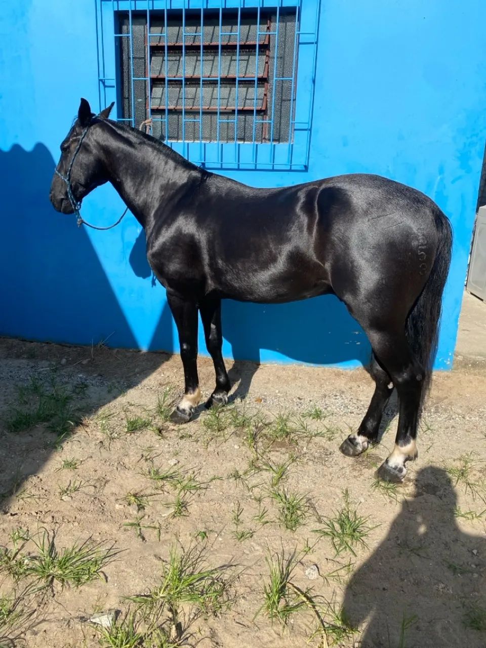 Cavalo crioulo - Foto 3