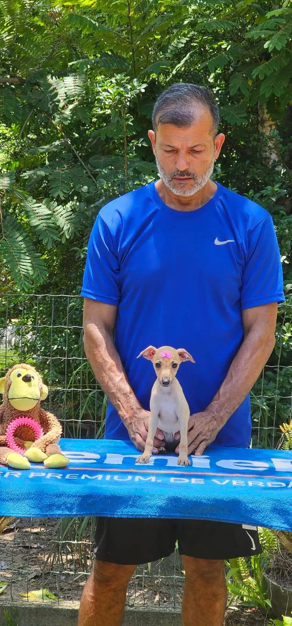 Galgo italiano Fêmea Isabela - Ideal para aptº - Foto 4