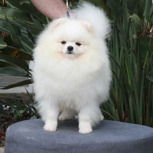 Lulu da Pomerânia (Spritz Alemão)