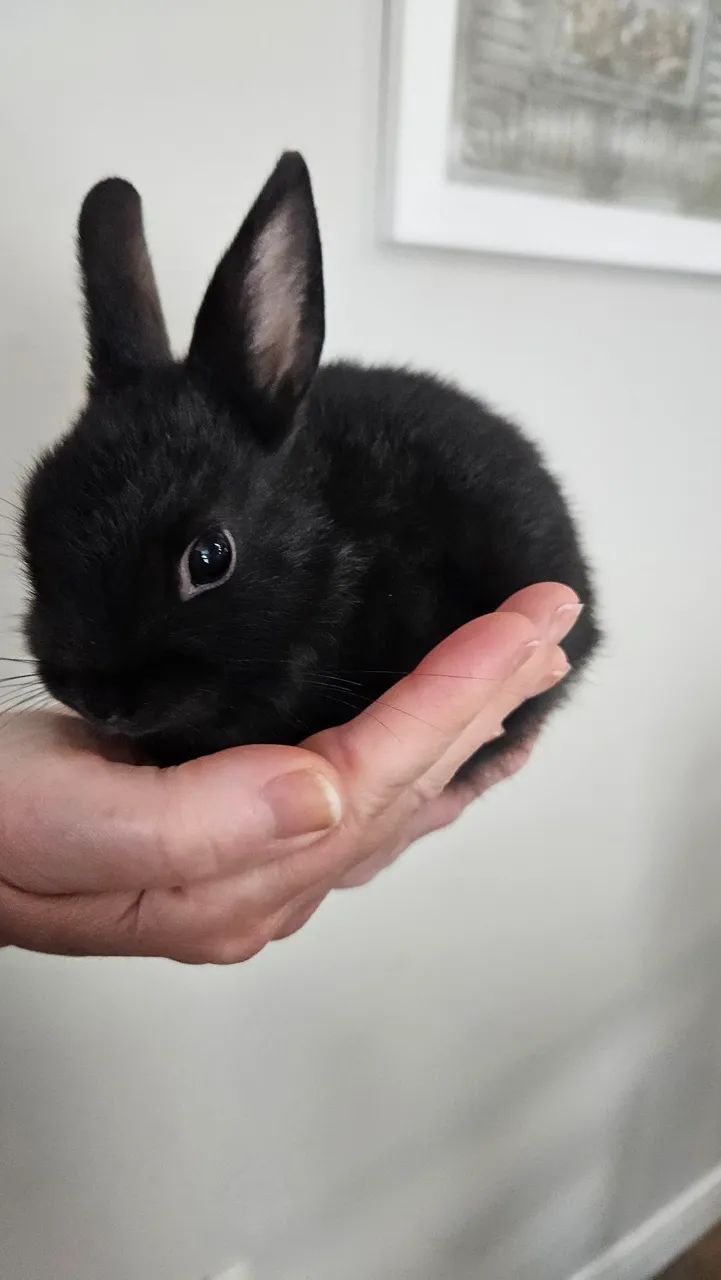 Coelho anao  - Foto 2