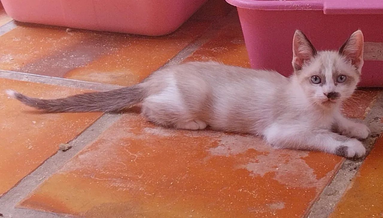 Gatinha siamesa sialata filhote fêmea  - Foto 4