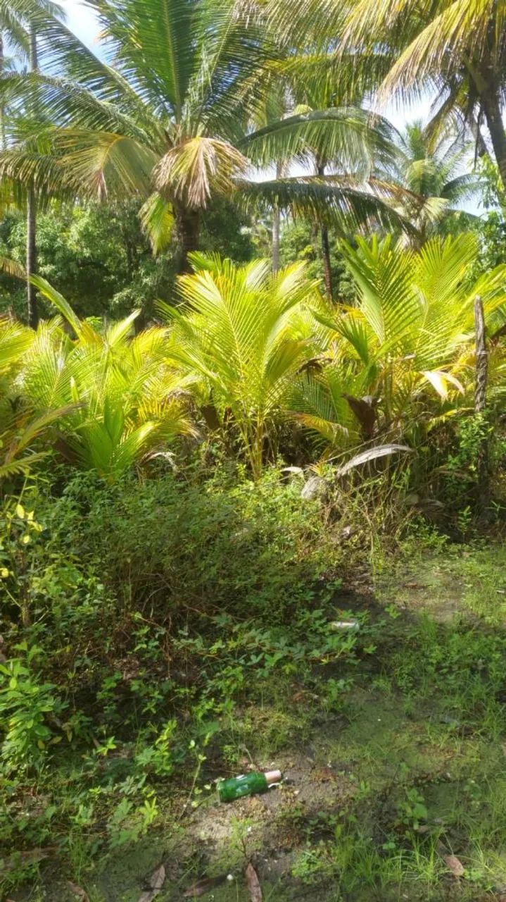 Mudas de Coco frescos da roça direto para você! - Foto 2
