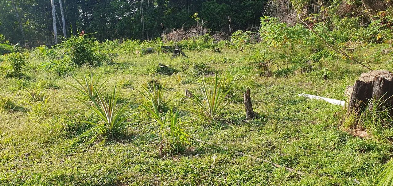 VENDO SÍTIO EM STA BÁRBARA  - Foto 3