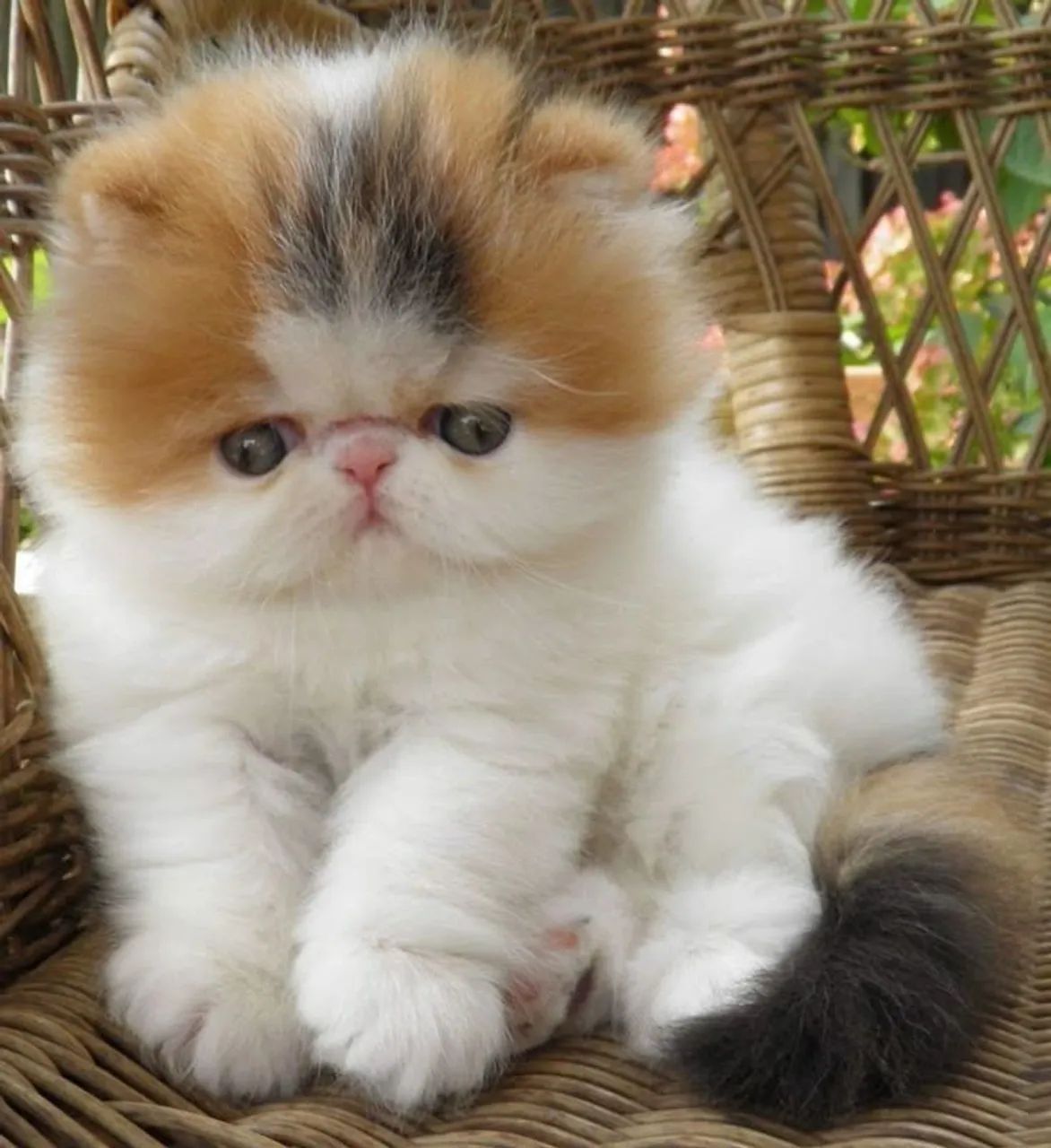 Doação de gato persa filhote