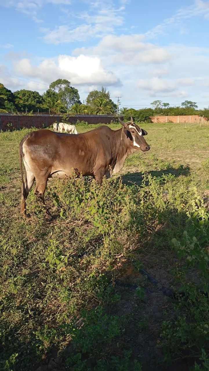 Vendo duas nerole prenhas  - Foto 3