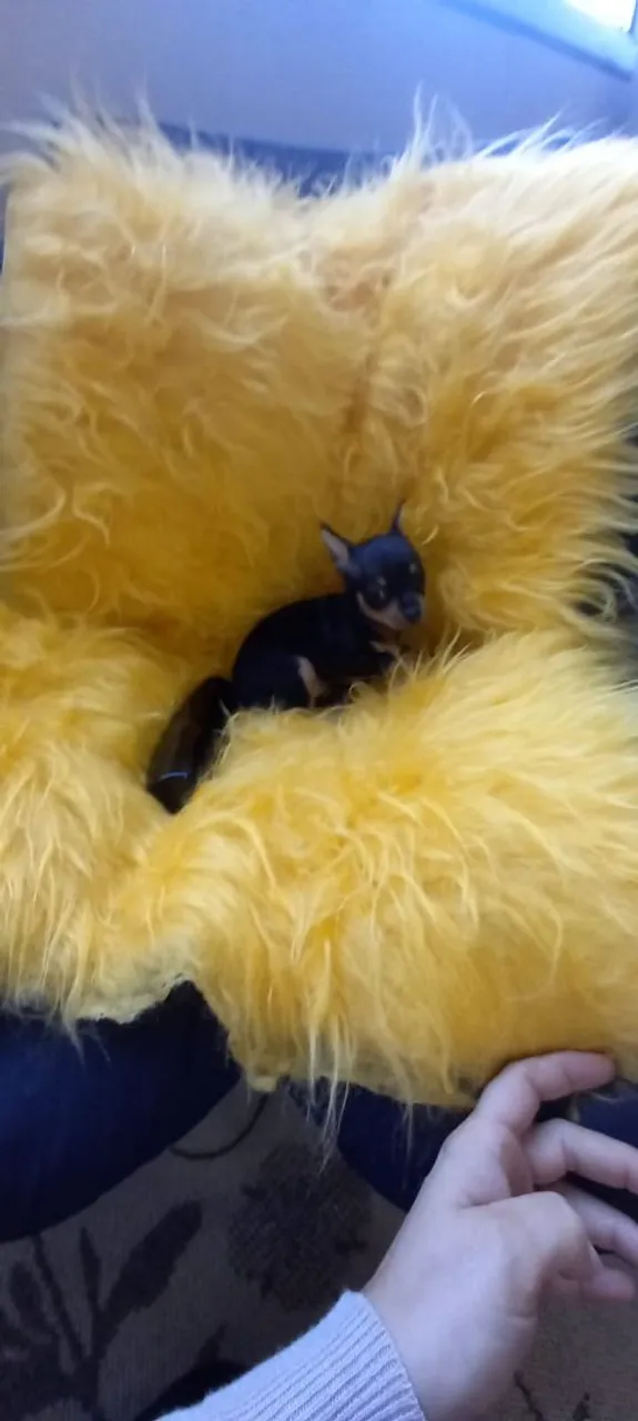 Pinscher Zero Femea