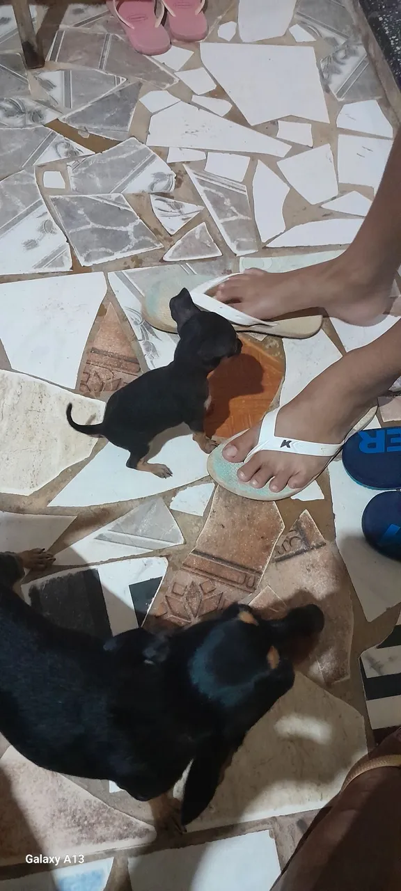 Filhote de pinscher número 01