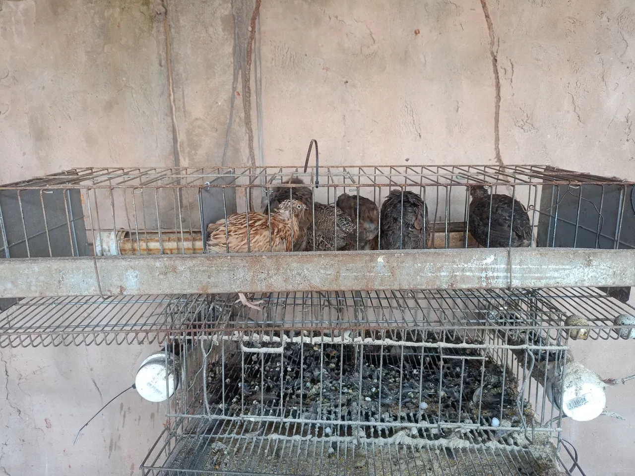 06 codornas+gaiola